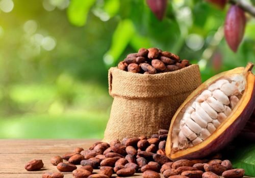 Navigating-Cocoa-Disruptions